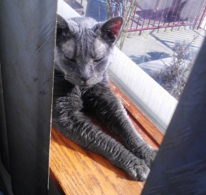 Boobookitty sunbahing